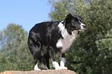 BORDER COLLIE 097